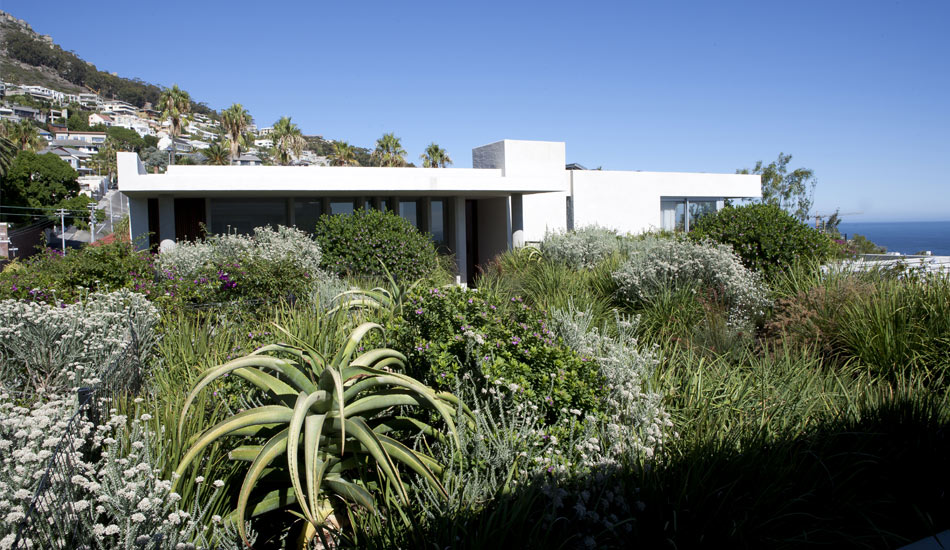 House Protea